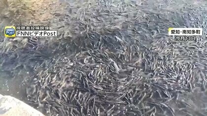 【異常事態】港にボラが大量発生「何万じゃすまない」地元住民も驚きの声　各地で相次ぐ理由を専門家に聞いた