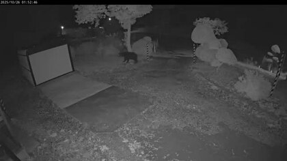 【ヒグマ速報】空き家に設置した防犯カメラに”クマの姿”_木古内町で1日3件の目撃情報＜北海道＞