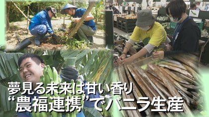 「かなり香りがする」パティシエも納得　発酵技術が難しいバニラで沖縄産の商品化が見えてきた！ 