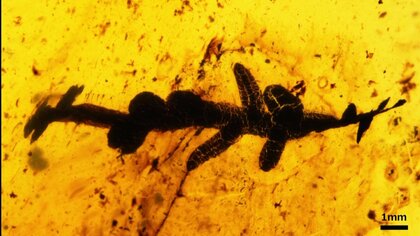 琥珀の中には太古のコケも…知られざる「コケ」の世界　世界唯一の専門研究機関に潜入【宮崎発】