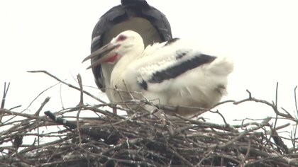 電柱で子育て　香川初の“コウノトリ”誕生から1カ月…ヒナの成長を見守る住民や電力会社が保護の動き