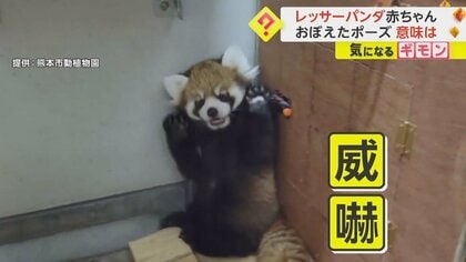 前足上げて「おもちゃ」を脅かし…レッサーパンダの赤ちゃん初公開　一般公開は9月中旬以降に　熊本市動植物園
