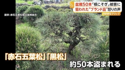ブランド盆栽の「赤石五葉松」「黒松」50本“根こそぎ”盗難 輸出直前に