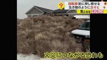 荒野の草① タンブルウィード - Wikipedia