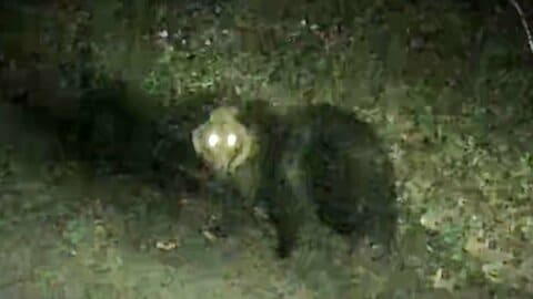【カメラが捉えた】サケ養殖場に現れたクマ 付近には住宅も＿札幌の小学校や動物園では電気柵を設置＿最新システムの実証実験も→電気柵を遠隔で常時監視し故障した場所を即座に感知〈北海道〉