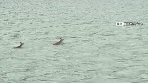 大ベテランも「初めて見た」天竜川の急流を泳いで渡るニホンジカ　出くわした船頭ビックリ　長野・飯田市