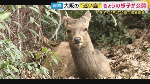 大阪の“迷いシカが奈良出身”だったら…奈良県知事“単独”インタビューに「科学的に分析して“シカ”るべき対策を」奈良公園が抱える「過密」背景に「人間が与える食料」で“乱れた野生サイクル「昔は冬越せず…」
