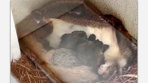 “里帰り”子育て？再び京都のホテルを訪れたムササビ親子…部屋は2年連続で使用停止に「営業的には苦しいがこれからも無料で宿泊させたい」