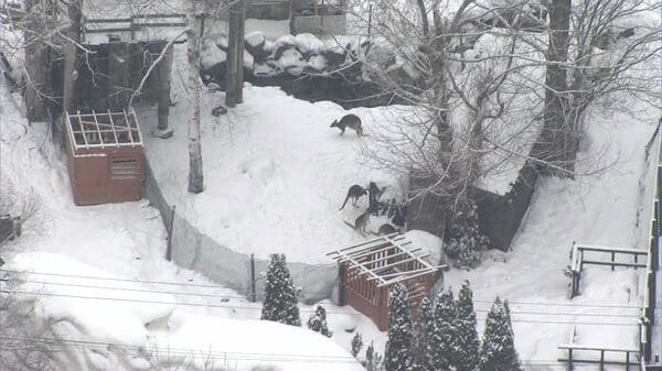 ノースサファリサッポロの撤去遅延と残る動物たち