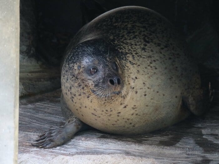 陸で起きている時の様子(提供:名古屋市東山動植物園)