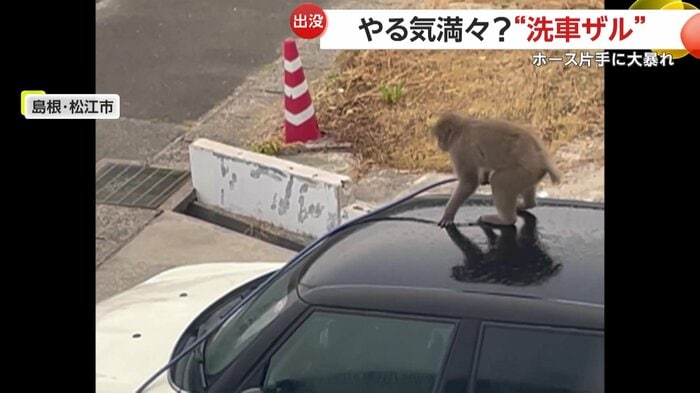 ノズルを持って暴れるサル