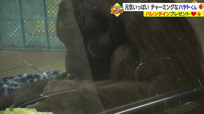 毛布より餌に夢中なハヤトくん