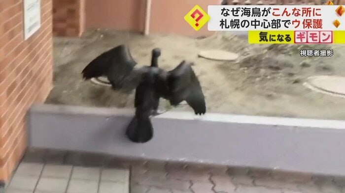 花壇に飛び上がるウ