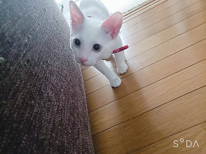 上目遣いのテトくん