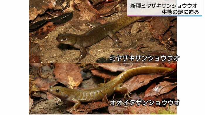 オオイタサンショウウオよりも体に対して手足が長いのが特徴