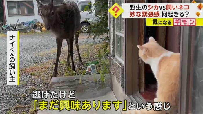 (FNN投稿サイト「ビデオPost」)