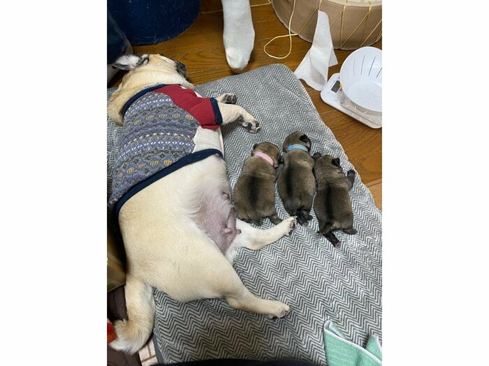 お母さんになったくるみちゃん
