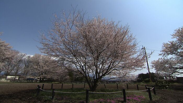 宇宙桜
