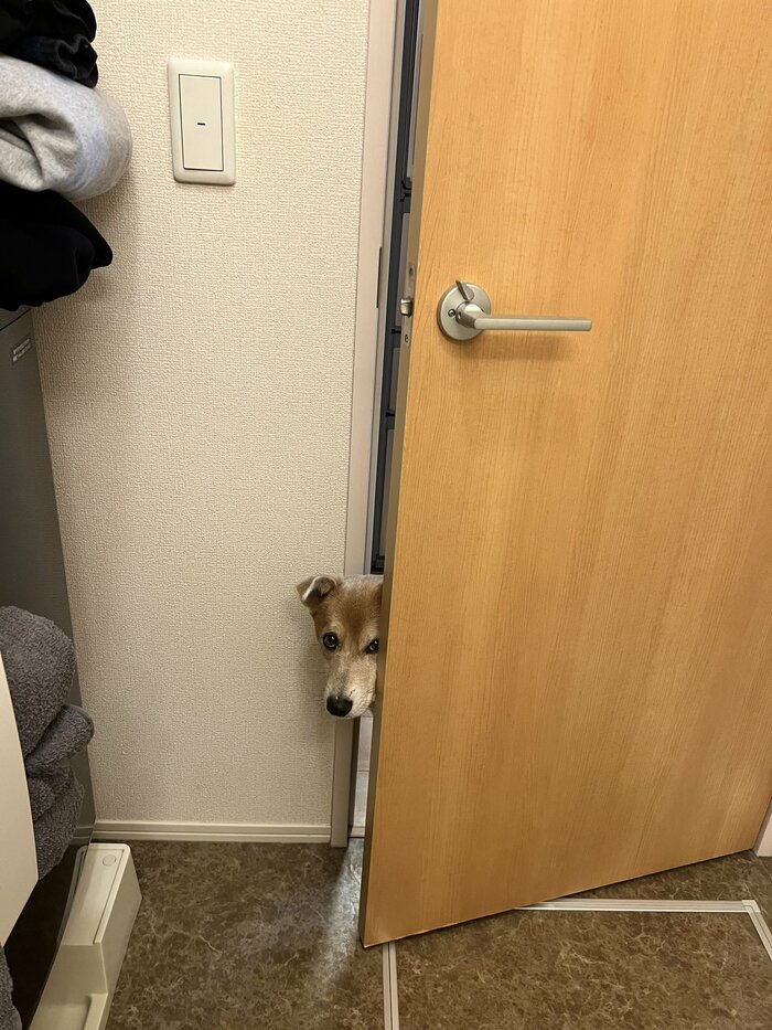 飼い主さんの歯磨きをドア越しに監視したり