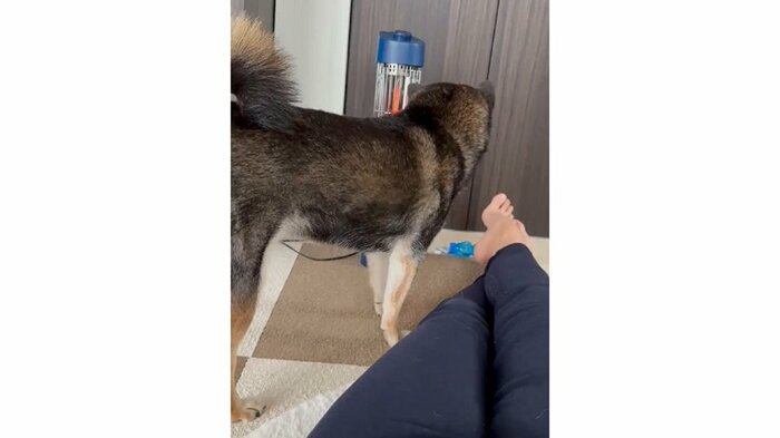 ストーブを見つめるあずきちゃん