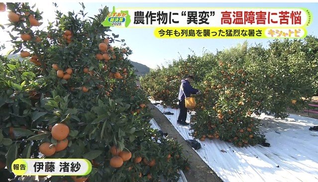 ミカンの手入れをする望月さん