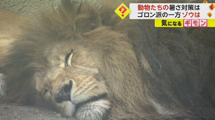 日陰で寝転がるライオン