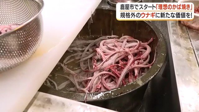ペットフードへの活用を予定している ウナギの骨