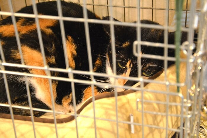 「人慣れてない度」は“上級”のムーラン