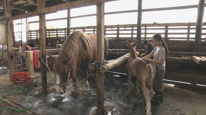 珠久さんの実家では現在も馬8頭を飼育