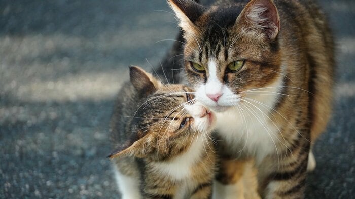 親猫から子猫を引き離すのは避けて(画像はイメージ)