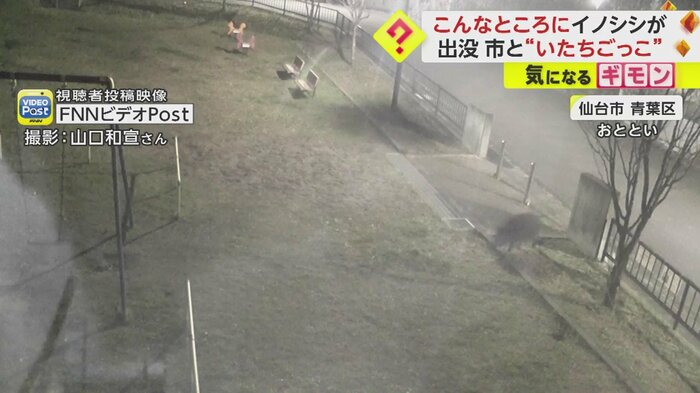 画面右から丸々とした動物が…