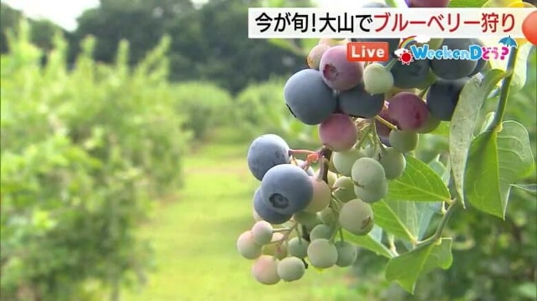 【Weekendどう？】猛暑でおいしさ増すブルーベリー！家庭で楽しめる一推しの味わい方も紹介（鳥取）｜FNNプライムオンライン