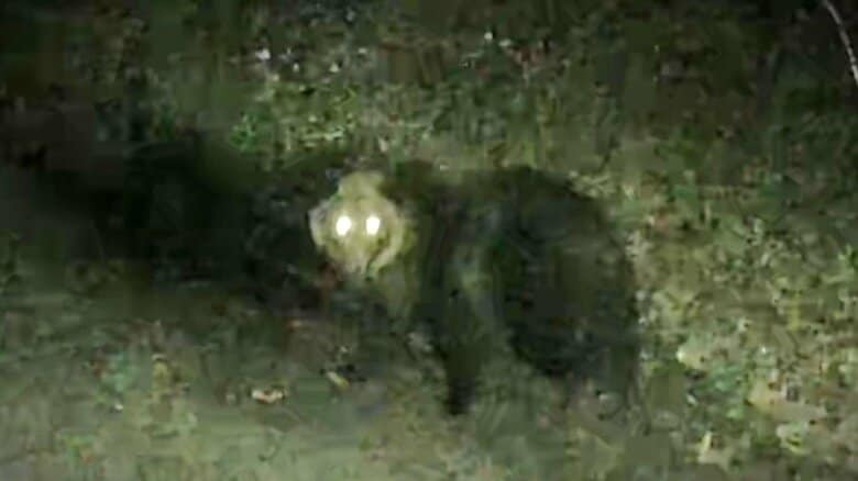 【カメラが捉えた】サケ養殖場にヒグマ出没、付近には住宅も…小学校や動物園では電気柵を設置…遠隔で常時監視し電気柵の故障個所を即座に感知する実験も〈北海道〉｜FNNプライムオンライン