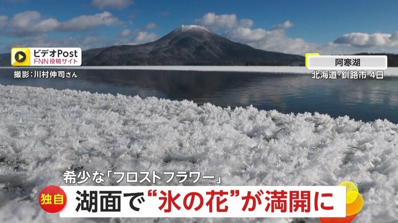 【独自】まるでガラス細工…希少な自然現象「フロストフラワー」湖面で“氷の花”が満開に　湖底の温泉が影響し出現　北海道・阿寒湖｜FNNプライムオンライン