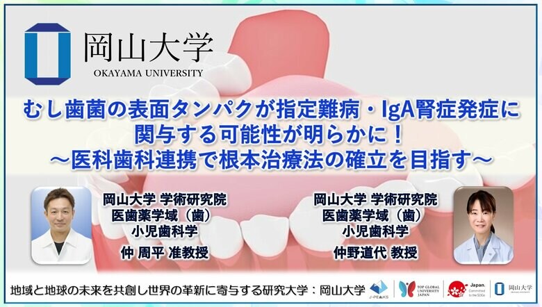 【岡山大学】むし歯菌の表面タンパクが指定難病・IgA腎症発症に関与する可能性が明らかに!~医科歯科連携で根本治療法の確立を目指す~