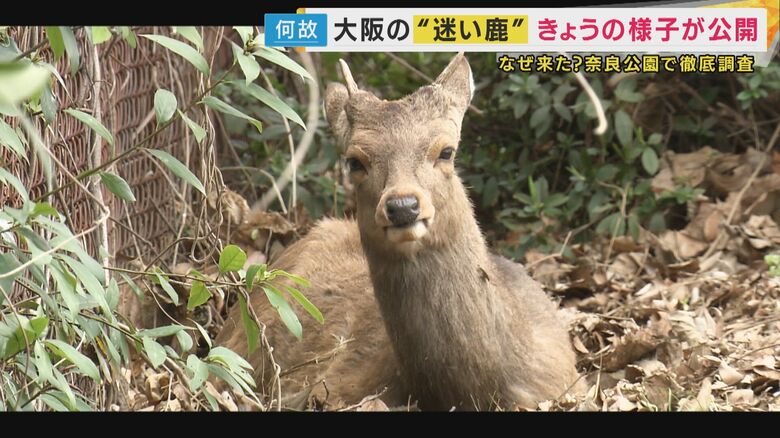 大阪の“迷いシカが奈良出身”だったら…奈良県知事“単独”インタビューに「科学的に分析して“シカ”るべき対策を」奈良公園が抱える「過密」背景に「人間が与える食料」で“乱れた野生サイクル「昔は冬越せず…」｜FNNプライムオンライン