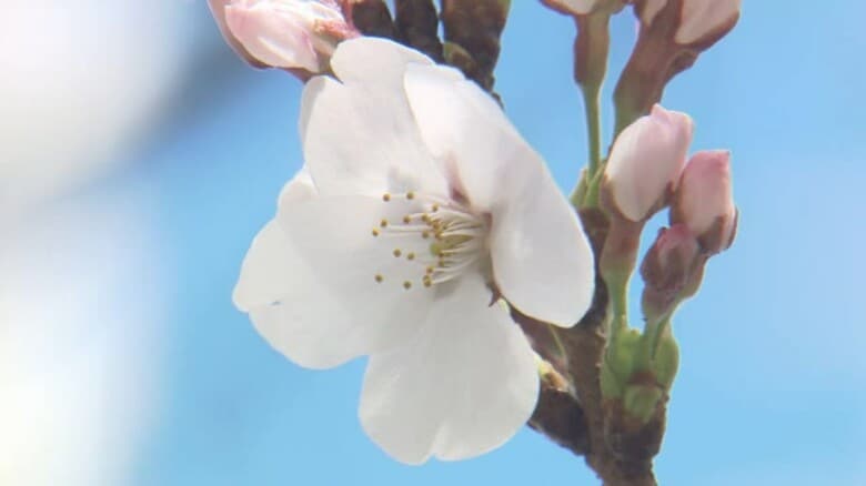 福井地方気象台がソメイヨシノ「満開」を発表　平年より2日遅く観測　｜FNNプライムオンライン