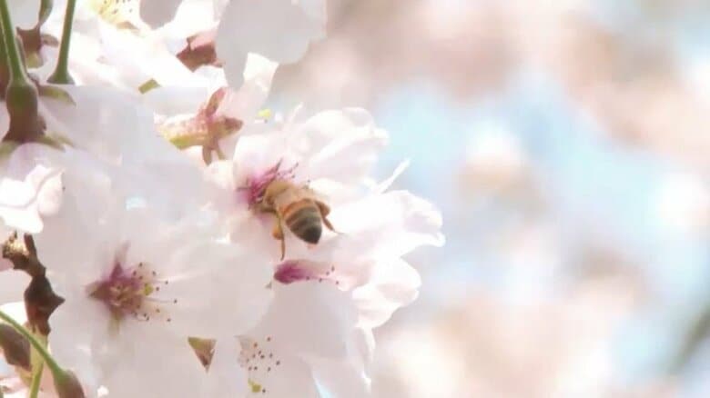 約140本のソメイヨシノが見ごろに　青空と桜の美しいコントラスト楽しむ　このところの陽気で一気に開花　久留米市の発心公園　福岡｜FNNプライムオンライン