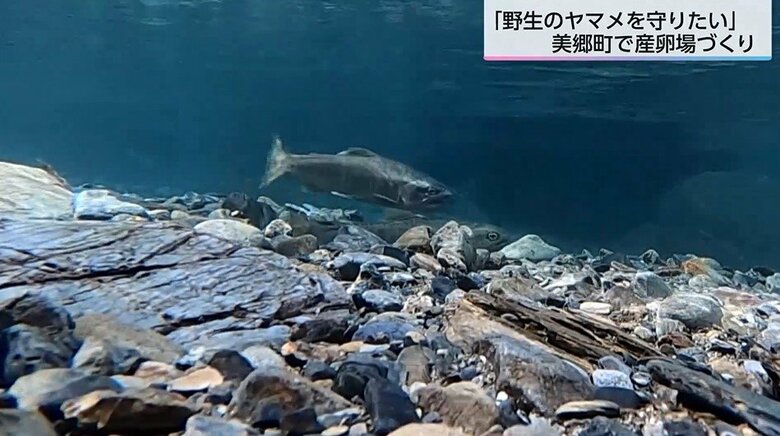 「野生のヤマメを守りたい」放流だけに頼らない自然増殖を目指して川底を掘り起こし「人工産卵場」を作る取り組み【宮崎発】｜FNNプライムオンライン