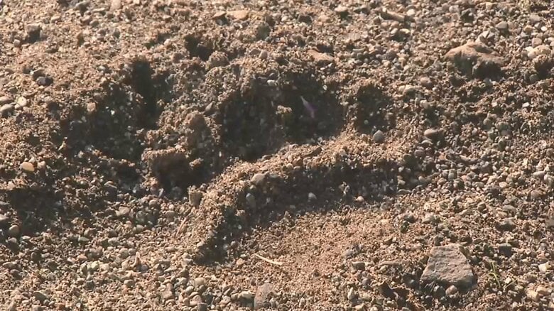 砂場に“子グマ”の足跡くっきり　フンも確認…公園で目撃される　近くには小学校　北海道札幌市｜FNNプライムオンライン