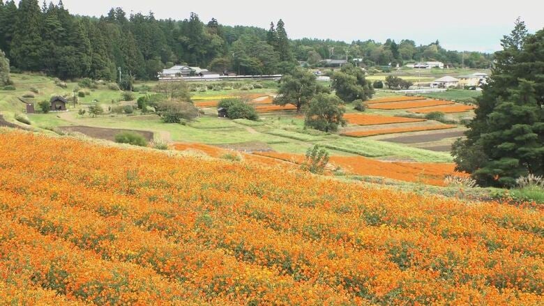 秋を告げる鮮やかなオレンジ色　キバナコスモスが見ごろ　80万本が咲きそろう　長野・安曇野市｜FNNプライムオンライン