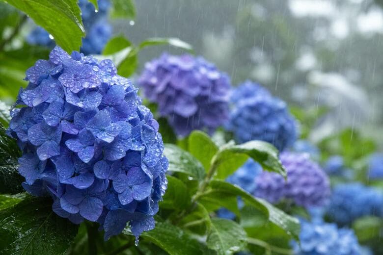 北陸地方が梅雨入り　平年よりも9日遅く　気象台が発表｜FNNプライムオンライン