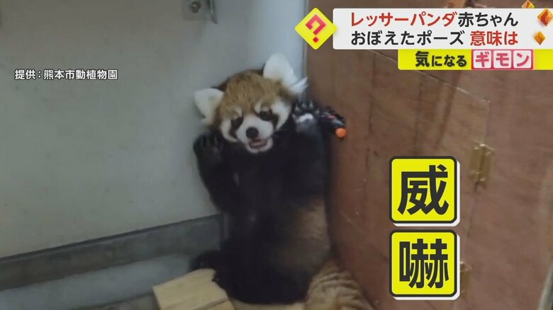 前足上げて「おもちゃ」を脅かし…レッサーパンダの赤ちゃん初公開　一般公開は9月中旬以降に　熊本市動植物園｜FNNプライムオンライン