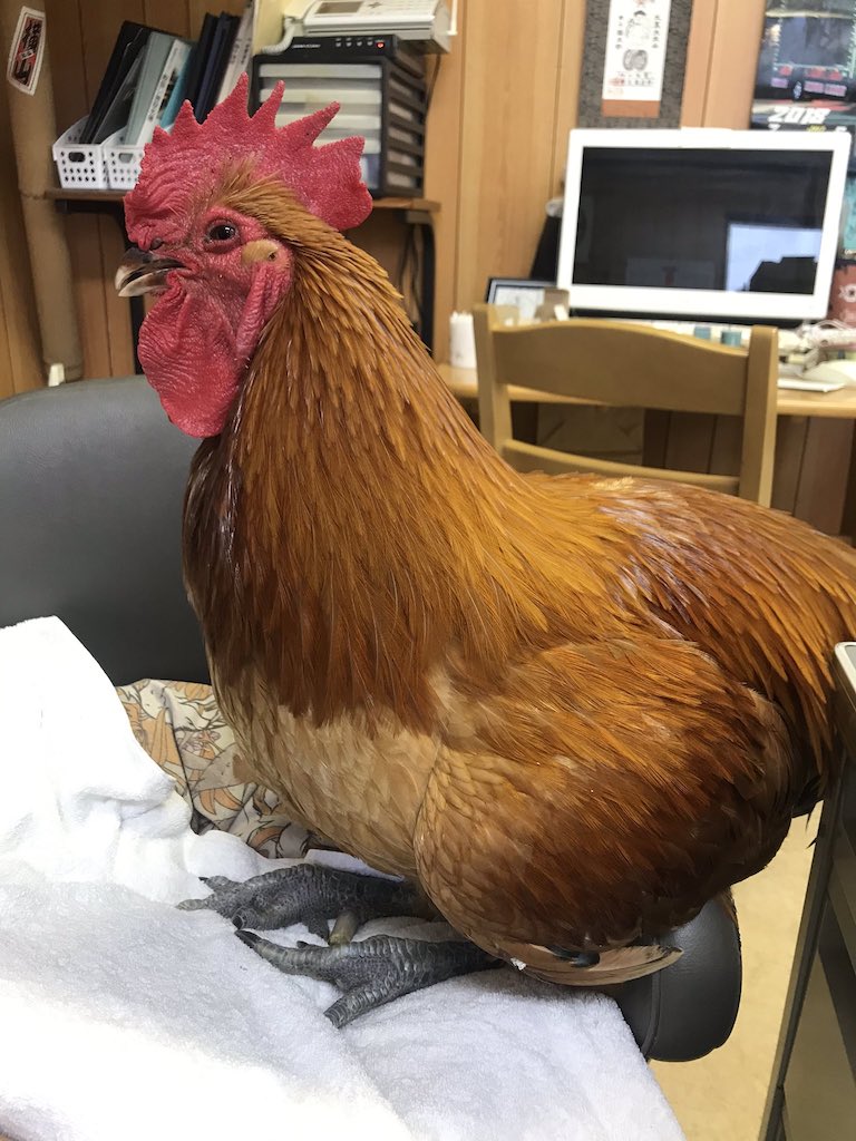 普段は凛々しい姿も
