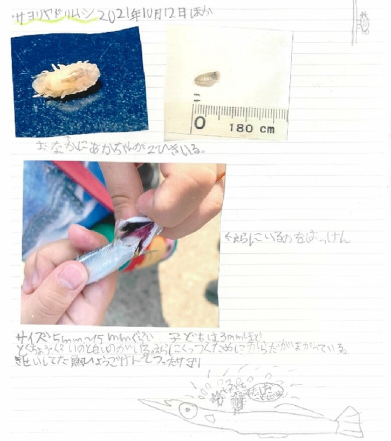 寄生虫収集の中で、サヨリヤドリムシも発見している