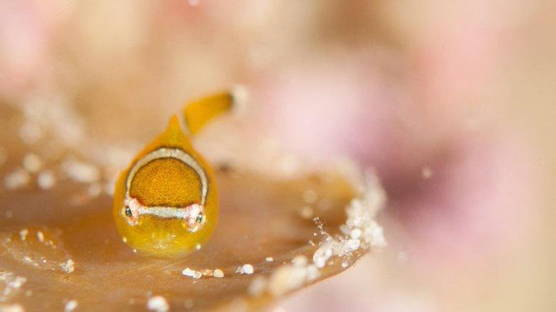 子供のダンゴウオには「エンジェルリング」があるという(画像はイメージ)