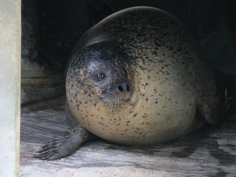 陸で起きている時の様子（提供：名古屋市東山動植物園）