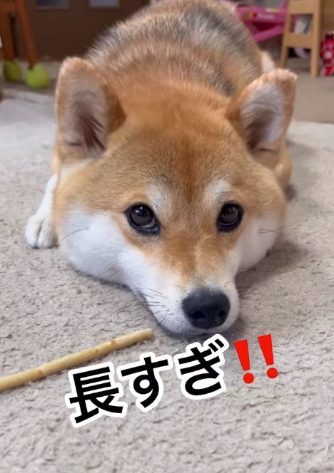 おやつが長すぎた時（提供：柴犬ゆきちゃん）
