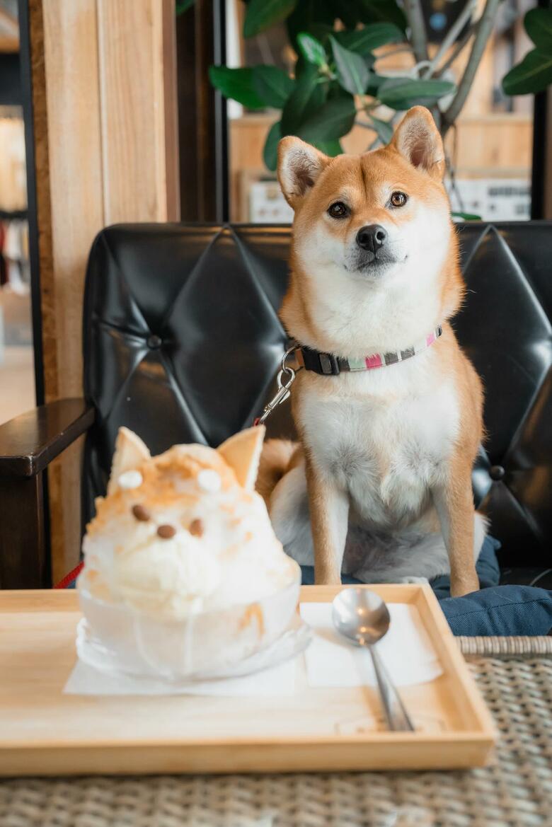 提供：柴犬 むぎさん