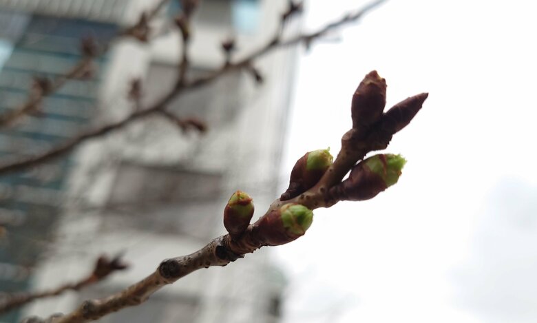 急ピッチ！桜前線まもなく上陸「平年より１～2週間早く」冷たい雨で桜開花促進へ
